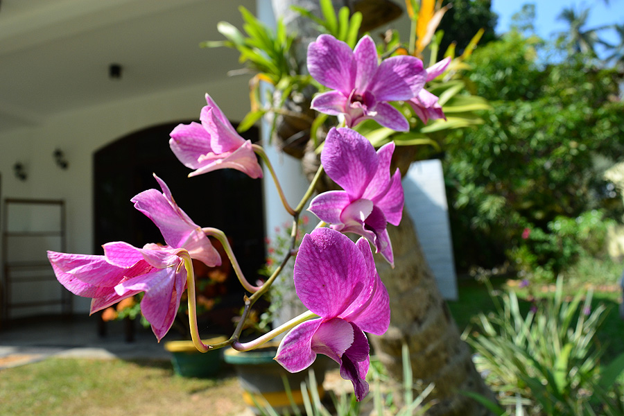 Orchideen gibt es überall auf unserem Anwesen