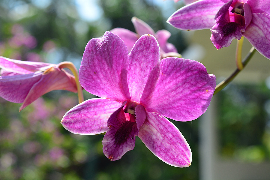Orchideen gibt es überall auf unserem Anwesen