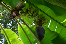 Eine unserer Bananenpalmen mit Bananenstaude